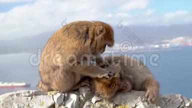 直布罗陀的Barbary Macaque吸引游客